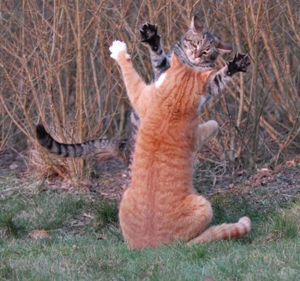 cat fight