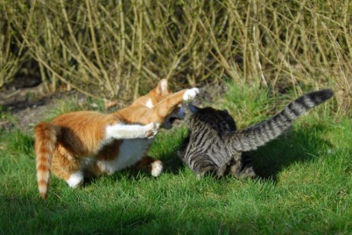 cat fight