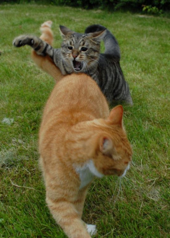 cat fight