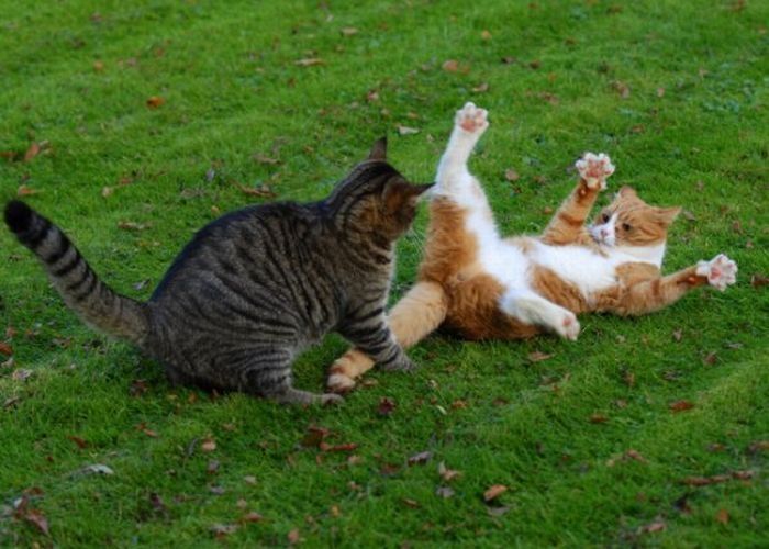 cat fight