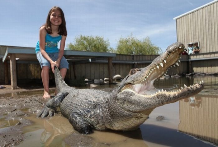 Samantha Young, a 9-year-old alligator wrestler
