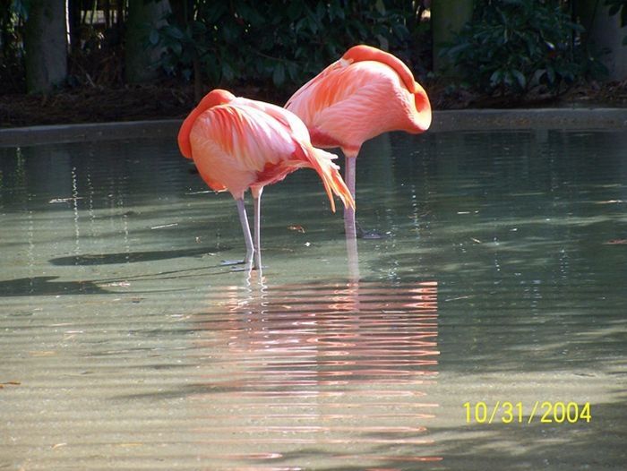 orange color animals