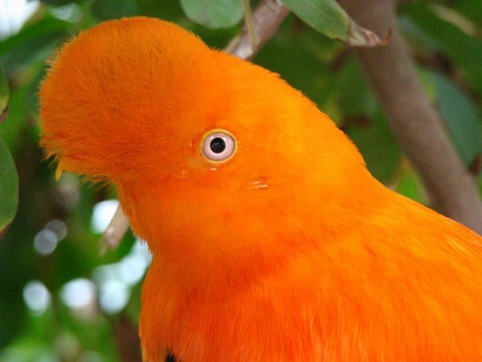 orange color animals
