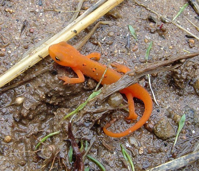 orange color animals