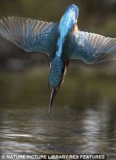 feeding kingfishers