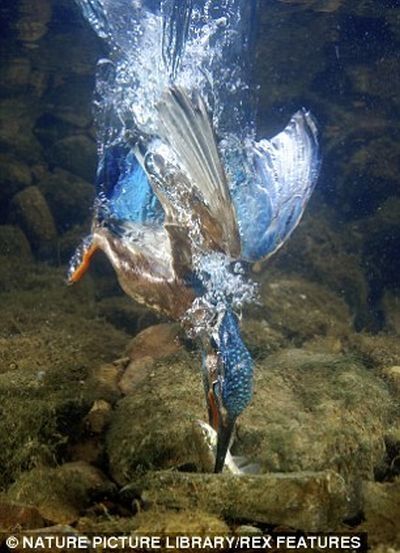 feeding kingfishers