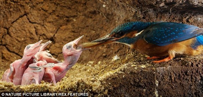 feeding kingfishers