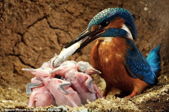 feeding kingfishers