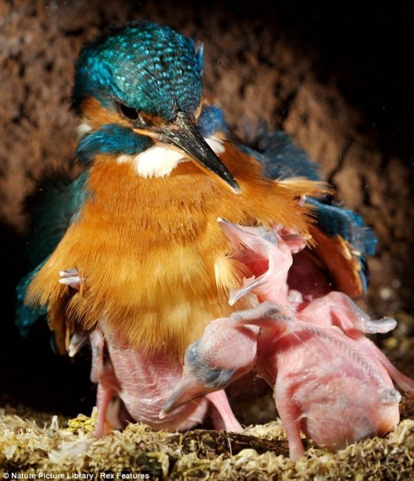 feeding kingfishers