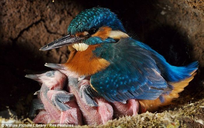 feeding kingfishers