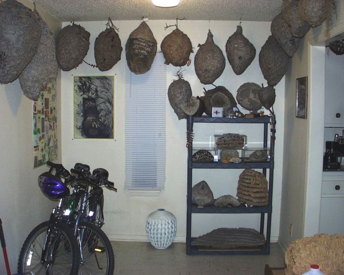 Wasp nest collection by Terry Prouty