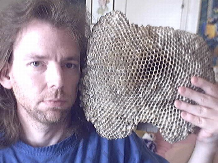 Wasp nest collection by Terry Prouty