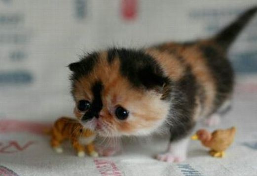 adorable tiny kitten