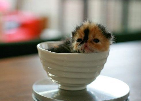 adorable tiny kitten