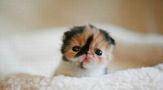 adorable tiny kitten