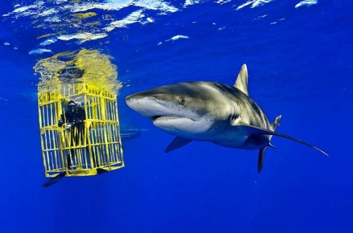 Undersea photographs by Brian Skerry