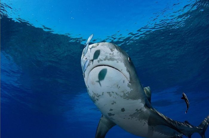 Undersea photographs by Brian Skerry