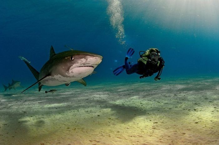 Undersea photographs by Brian Skerry