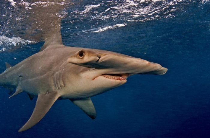 Undersea photographs by Brian Skerry