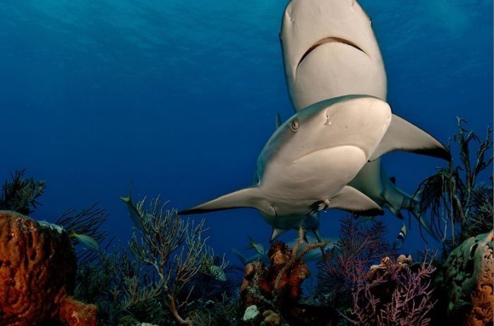 Undersea photographs by Brian Skerry