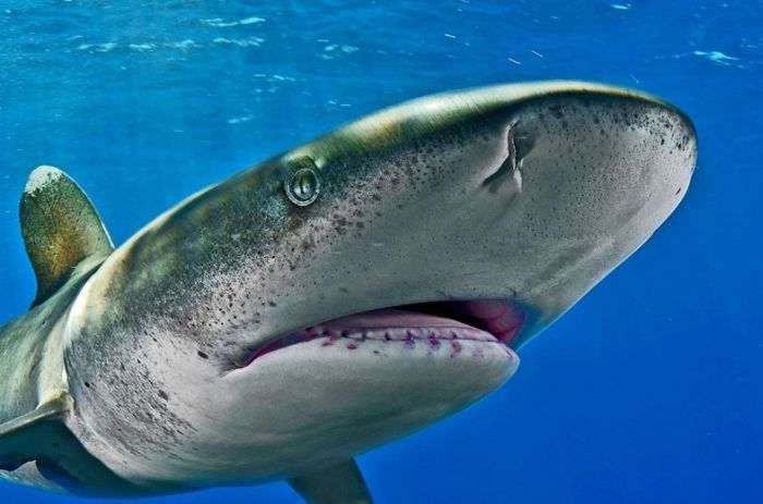 Undersea photographs by Brian Skerry