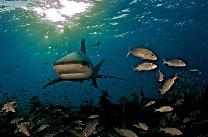 Undersea photographs by Brian Skerry