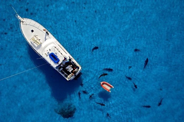 Undersea photographs by Brian Skerry