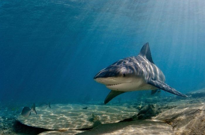 Undersea photographs by Brian Skerry