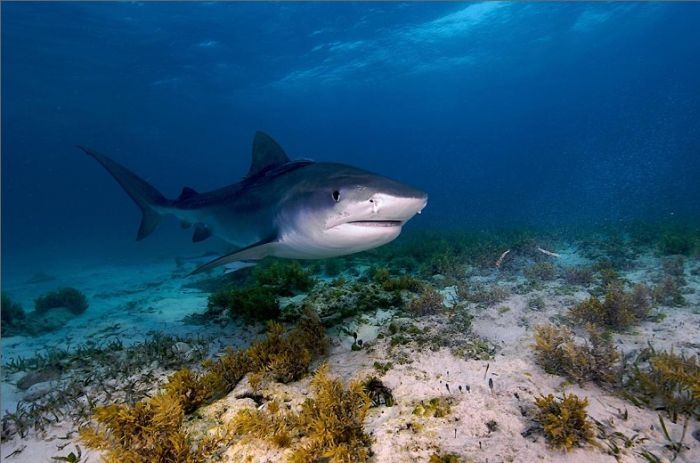 Undersea photographs by Brian Skerry