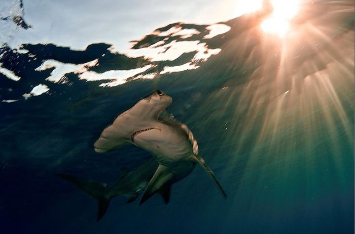 Undersea photographs by Brian Skerry