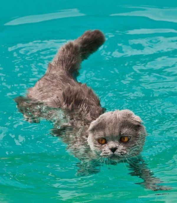 swimming cat