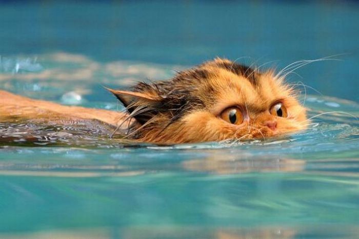 swimming cat