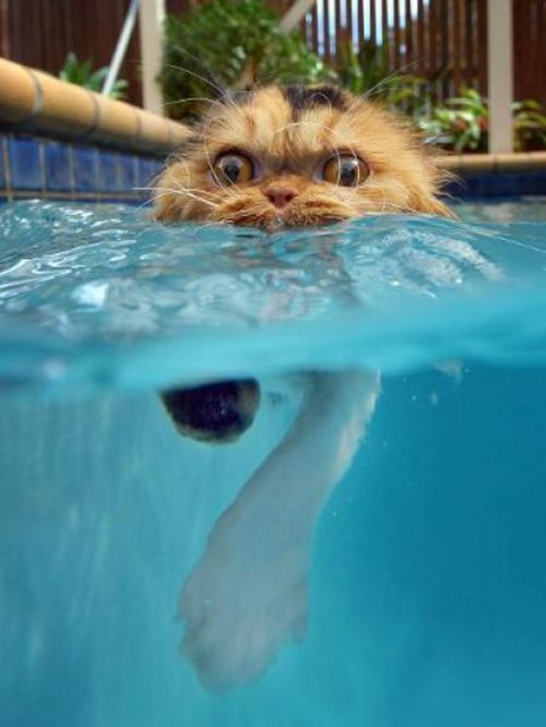 swimming cat