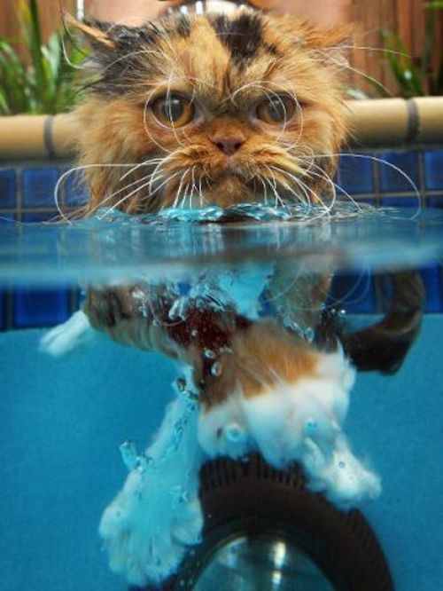 swimming cat