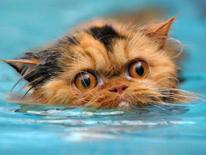 swimming cat