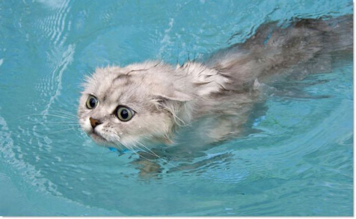 swimming cat