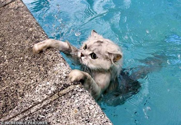 swimming cat