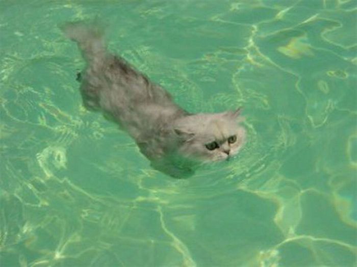 swimming cat