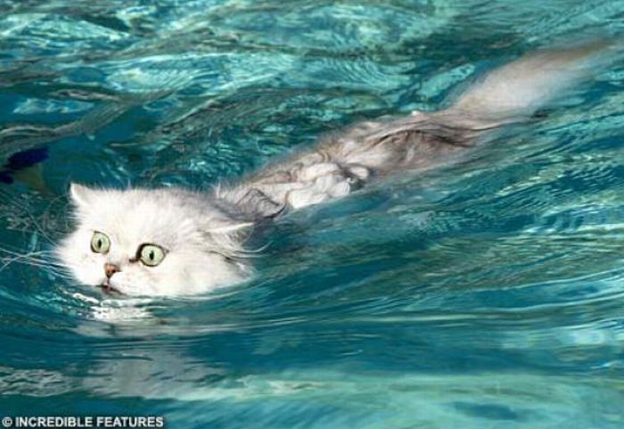 swimming cat