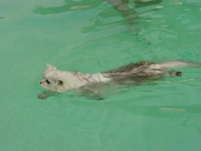 swimming cat