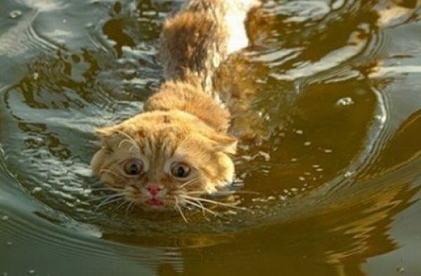 swimming cat