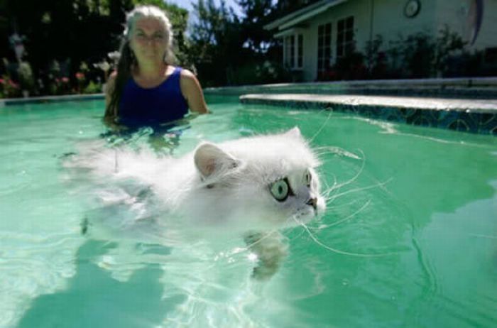 swimming cat
