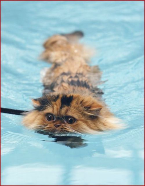 swimming cat