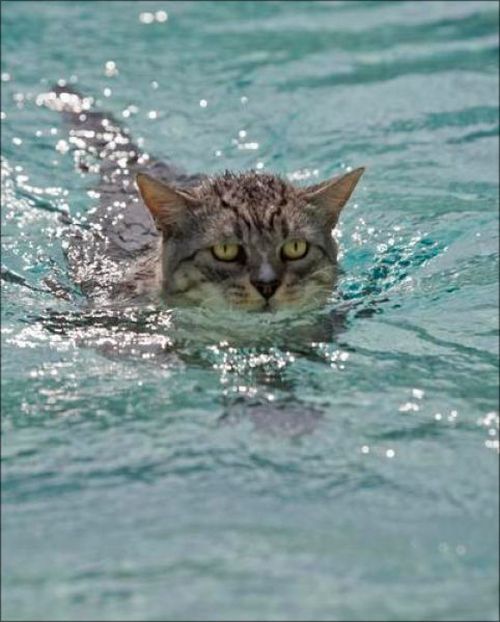 swimming cat