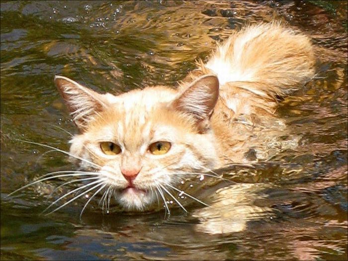 swimming cat