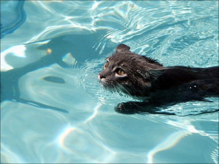 swimming cat