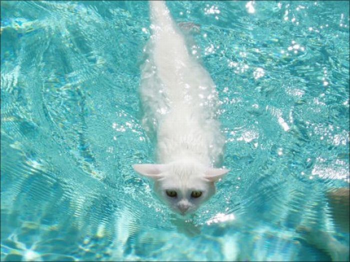 swimming cat