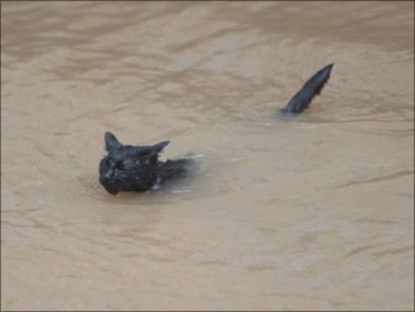 swimming cat