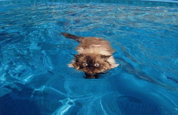 swimming cat