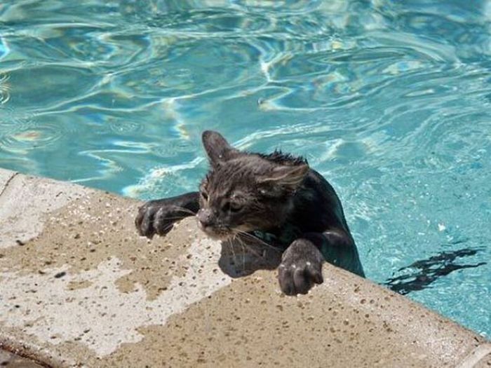 swimming cat